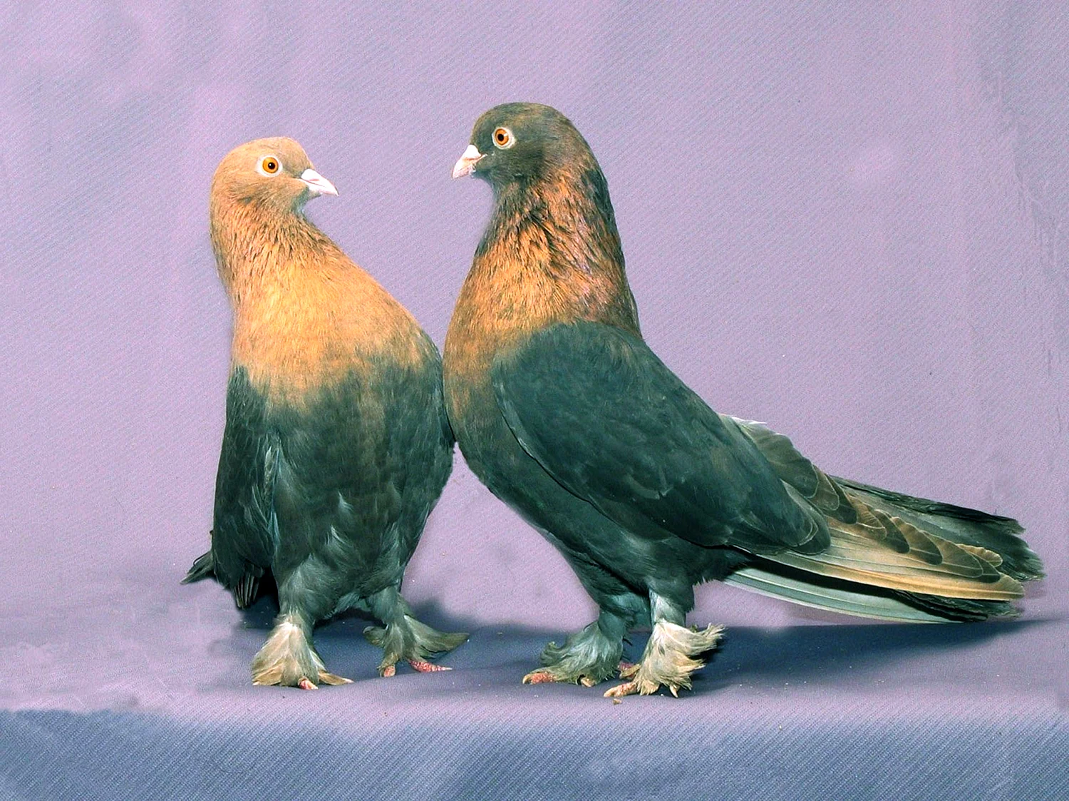 Крымские голуби высоколетные
