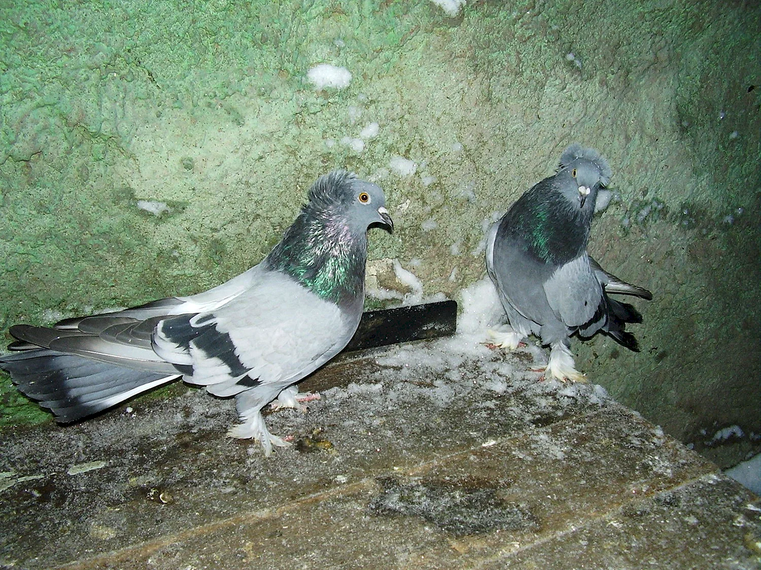 Крымские высоколётные голуби