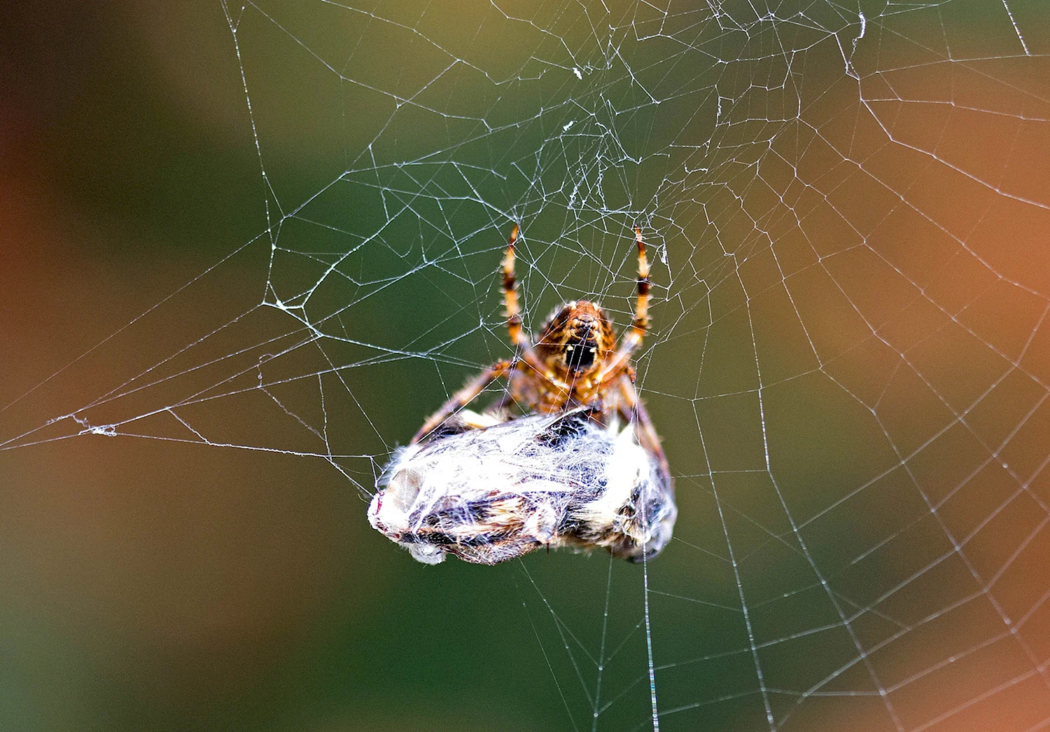Крымский паук крестовик