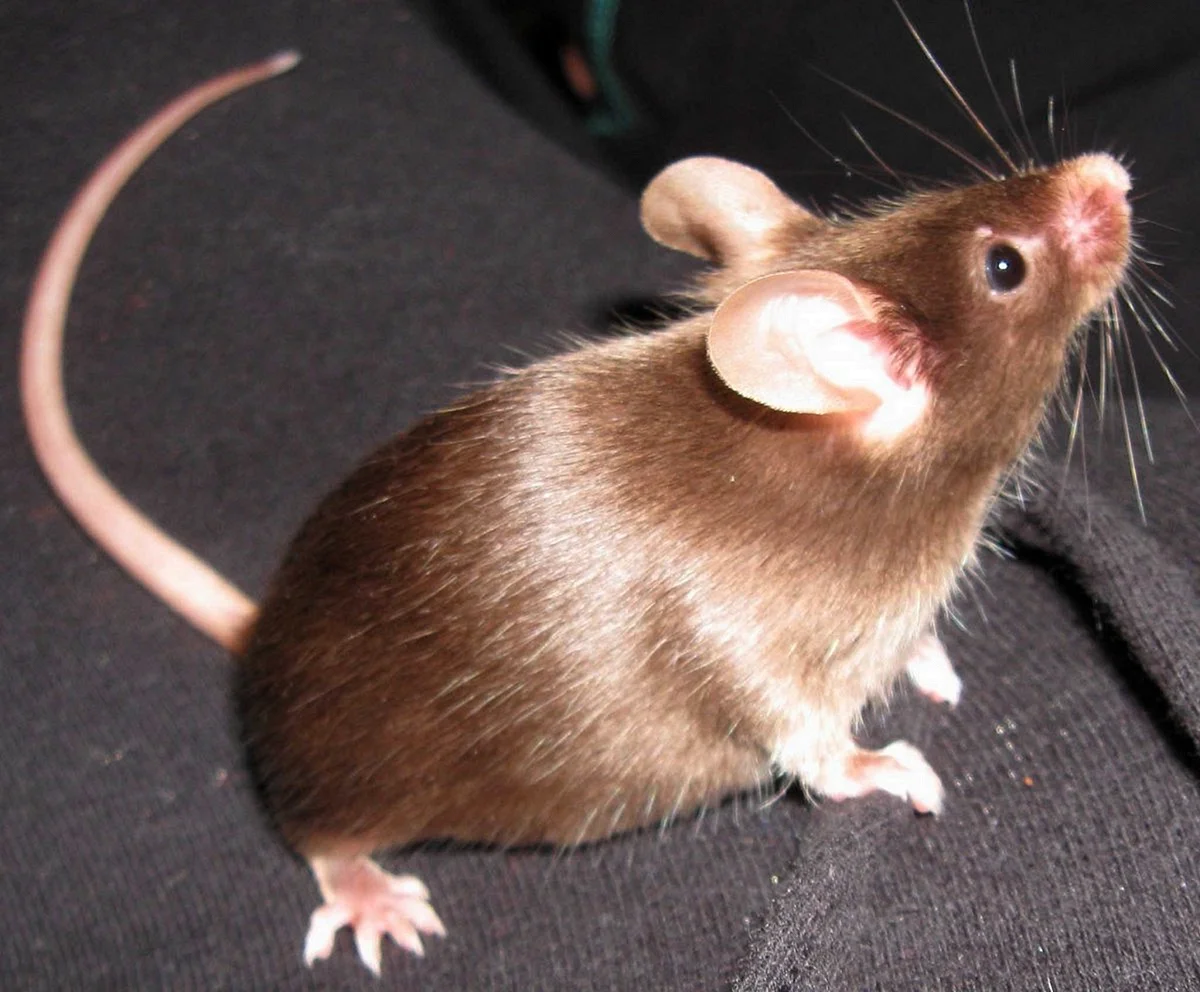 Крыса породы сатиновая