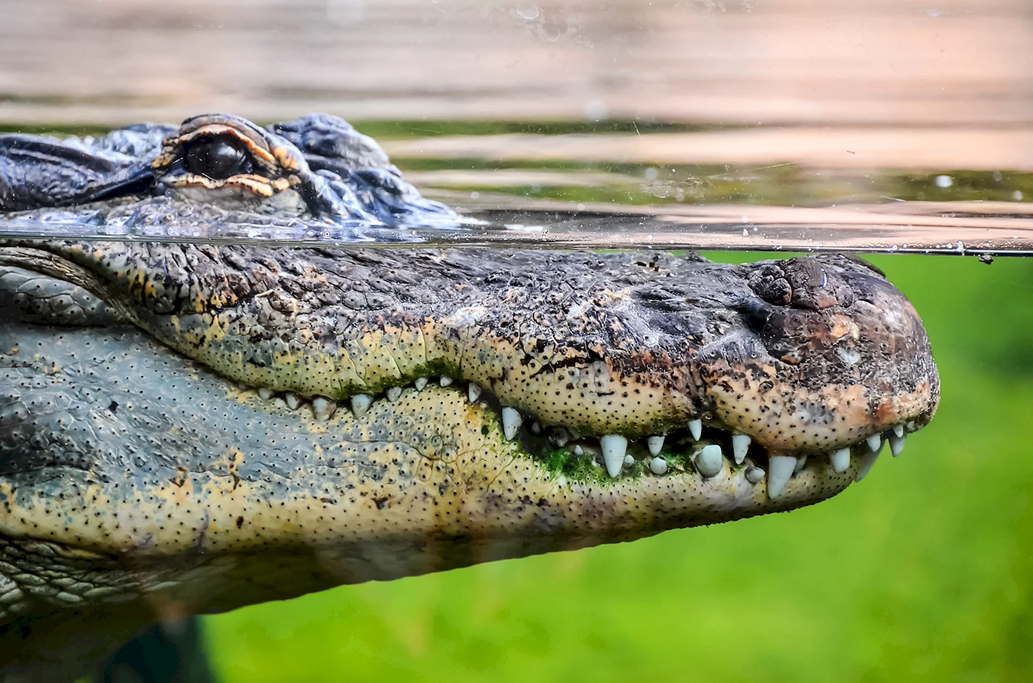 Кубинский крокодил охотится