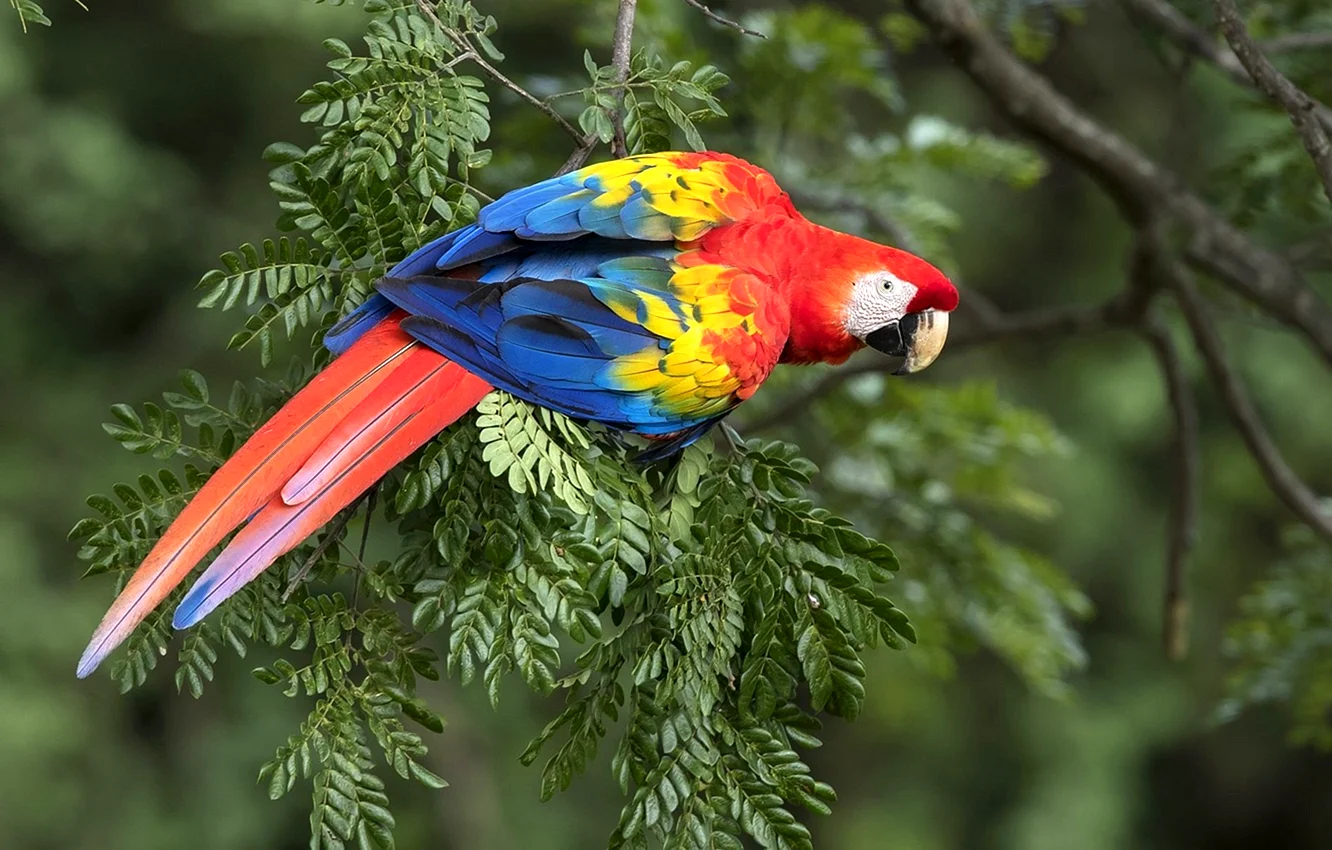 Кубинский трехцветный попугай