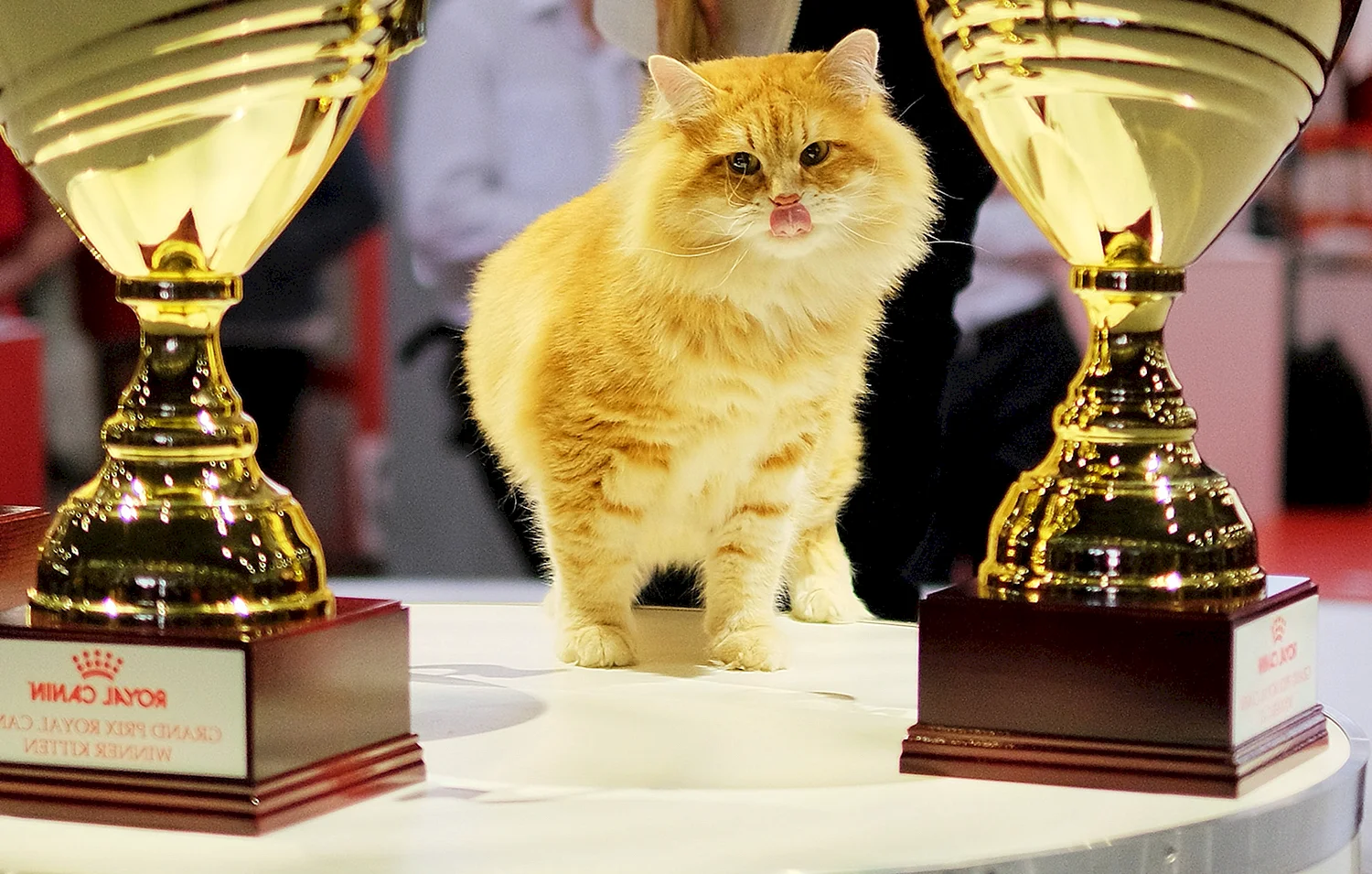 Кубок кошачьей выставки