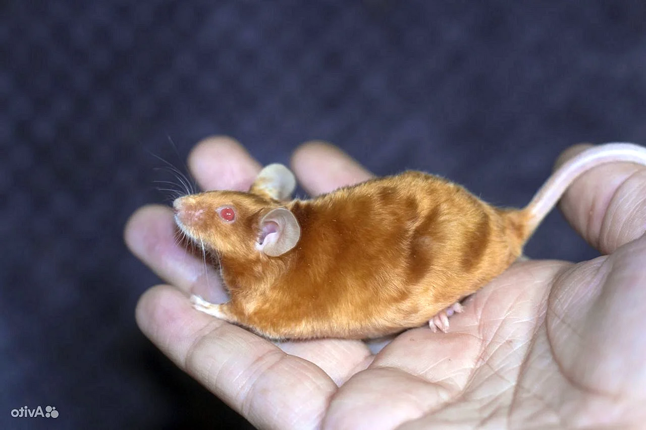 Кудрявая сатиновая мышь
