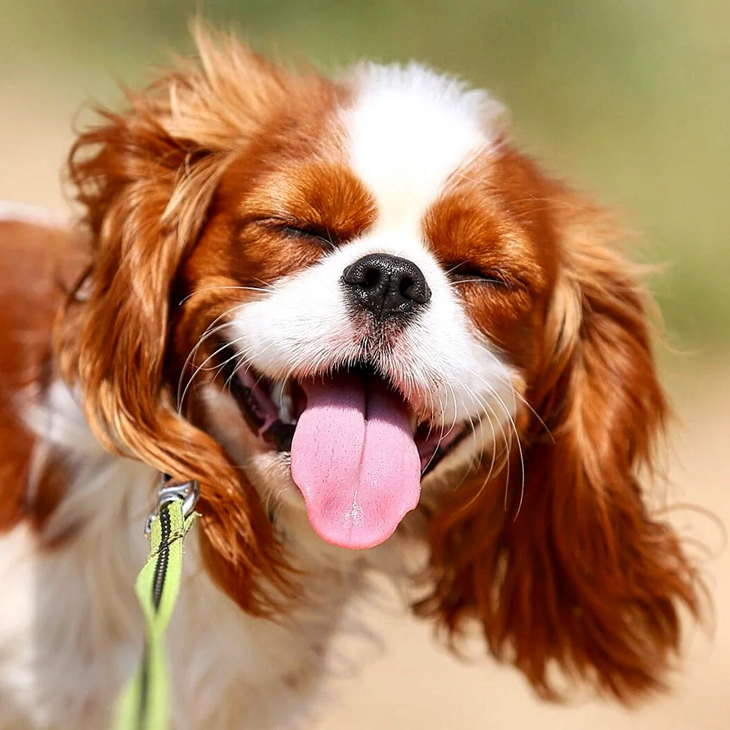 Кудрявая собака улыбается