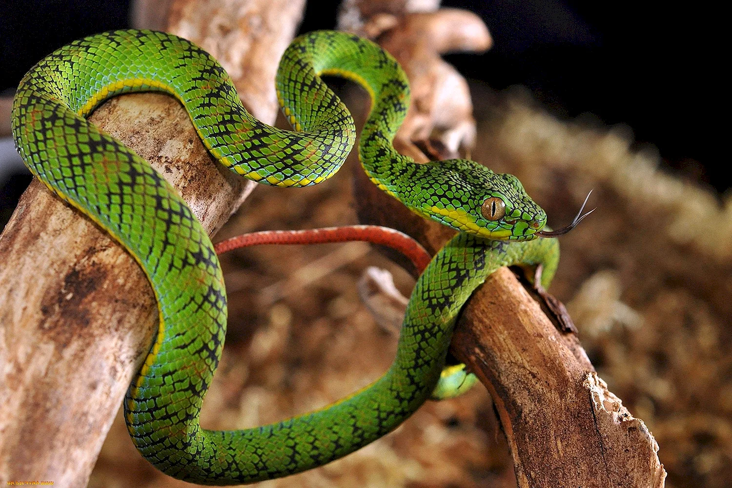 Куфия змея зеленая