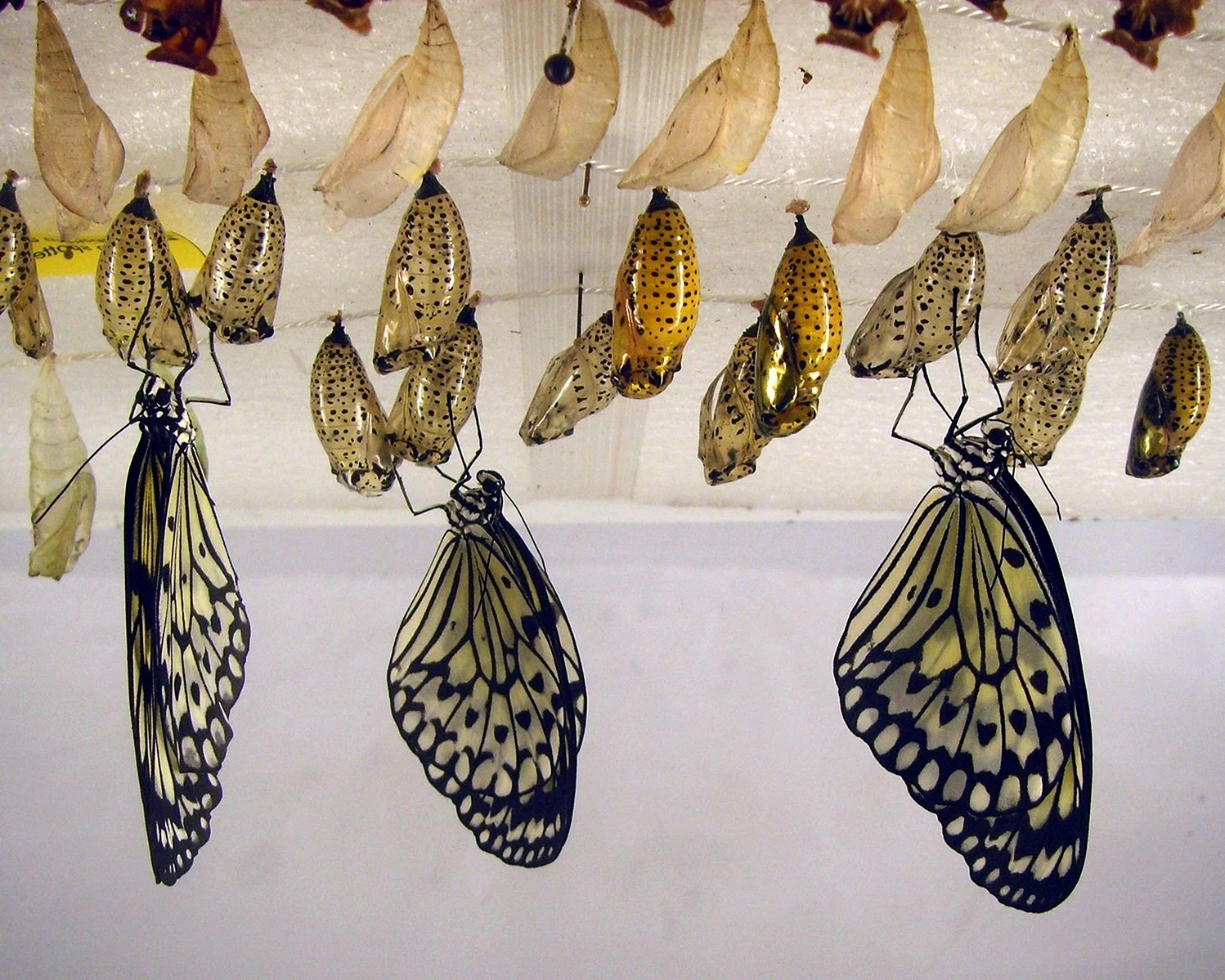 Куколки бабочки Mechanitis Polymnia