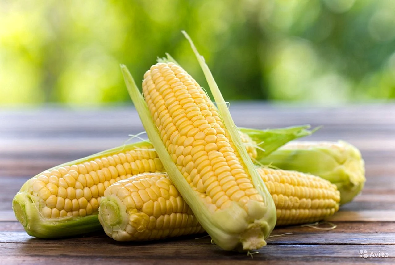 Кукуруза Corn