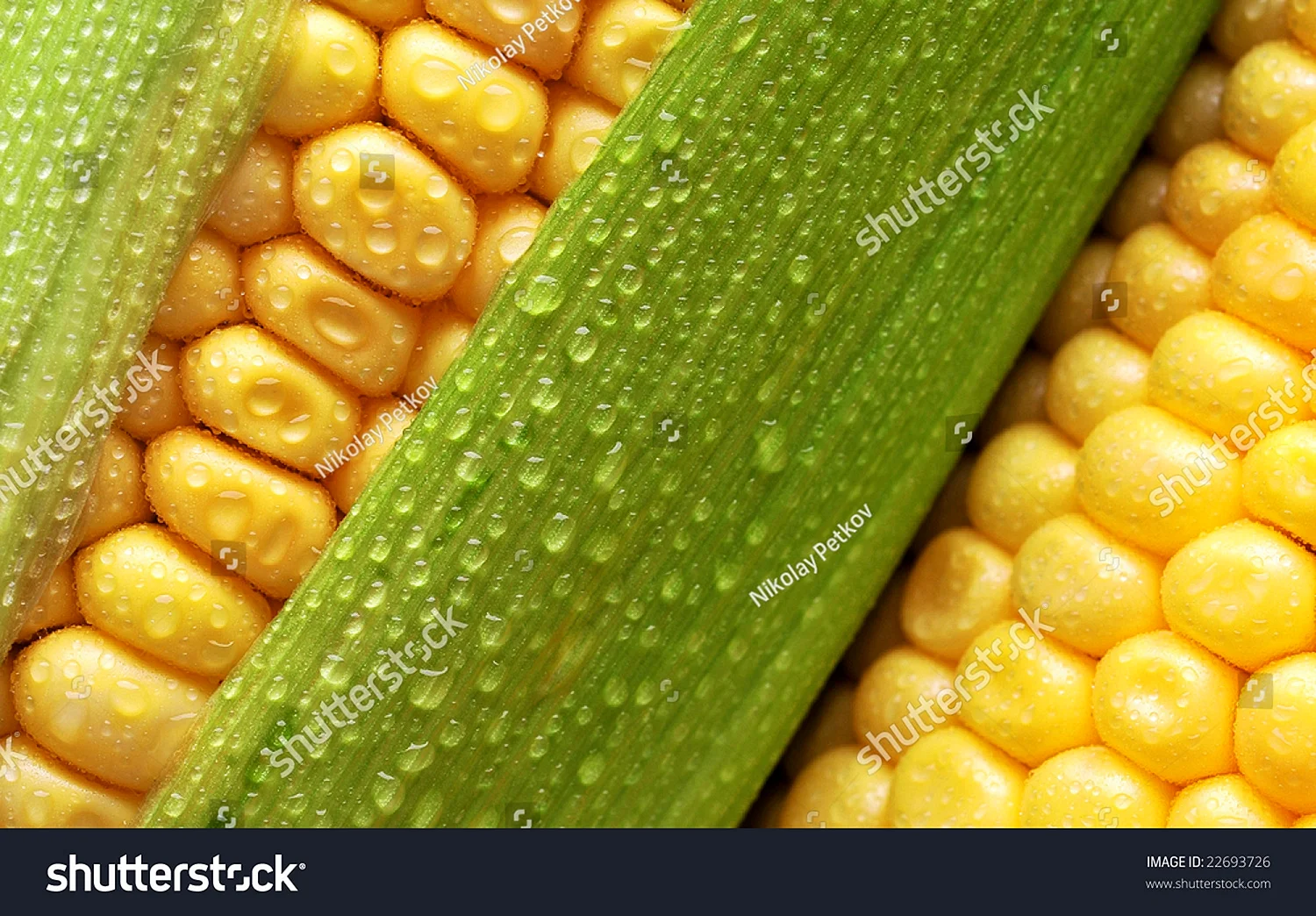 Кукуруза в початках вареная