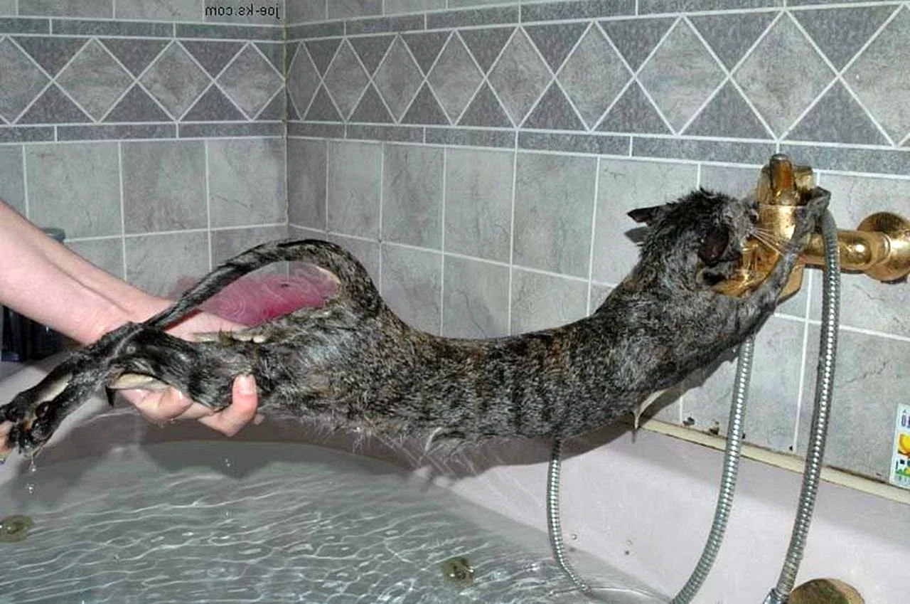 Купание кота
