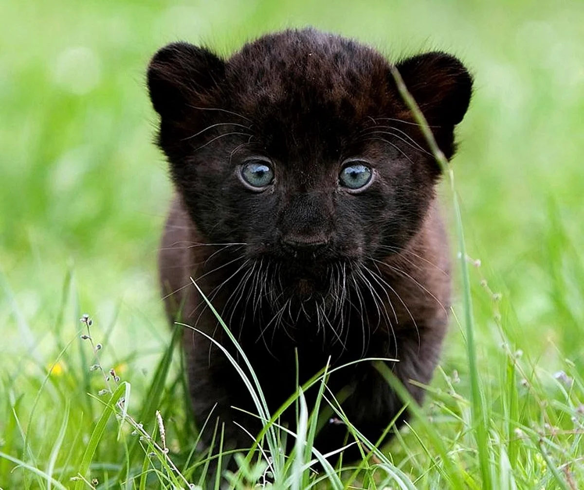 Купить пантеру котенка в России цена