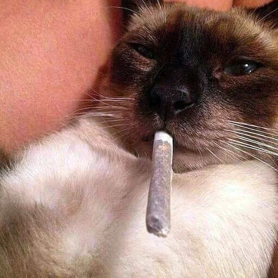 Курящие коты