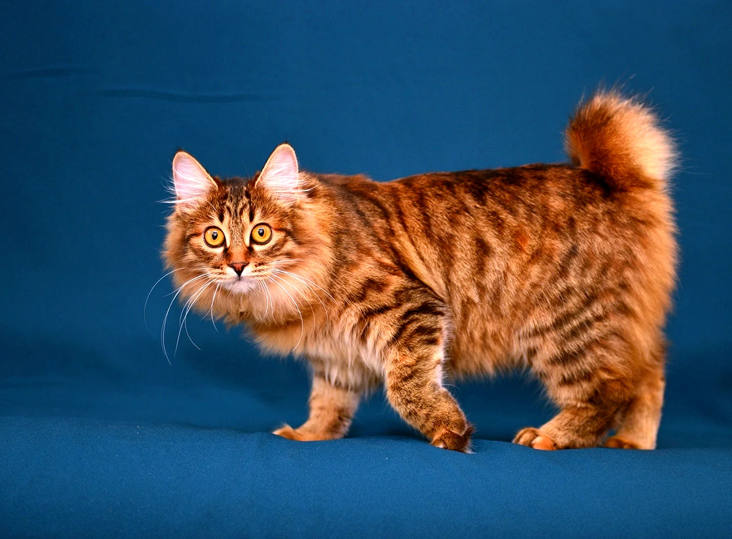 Камчатский кот (47 лучших фото)