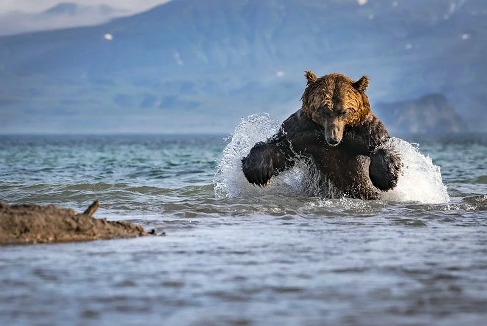 Курильское озеро медведи