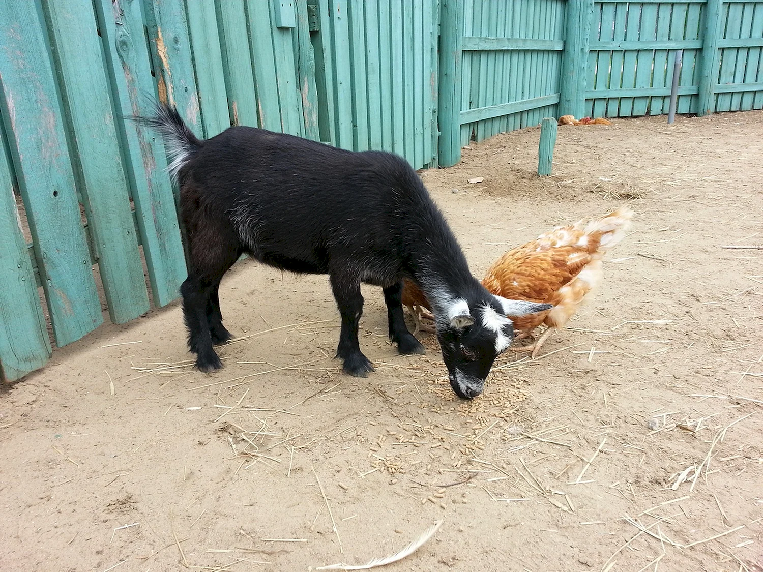 Курица и коза