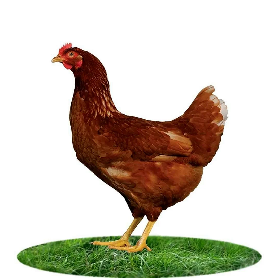 Курица Хайсекс Браун