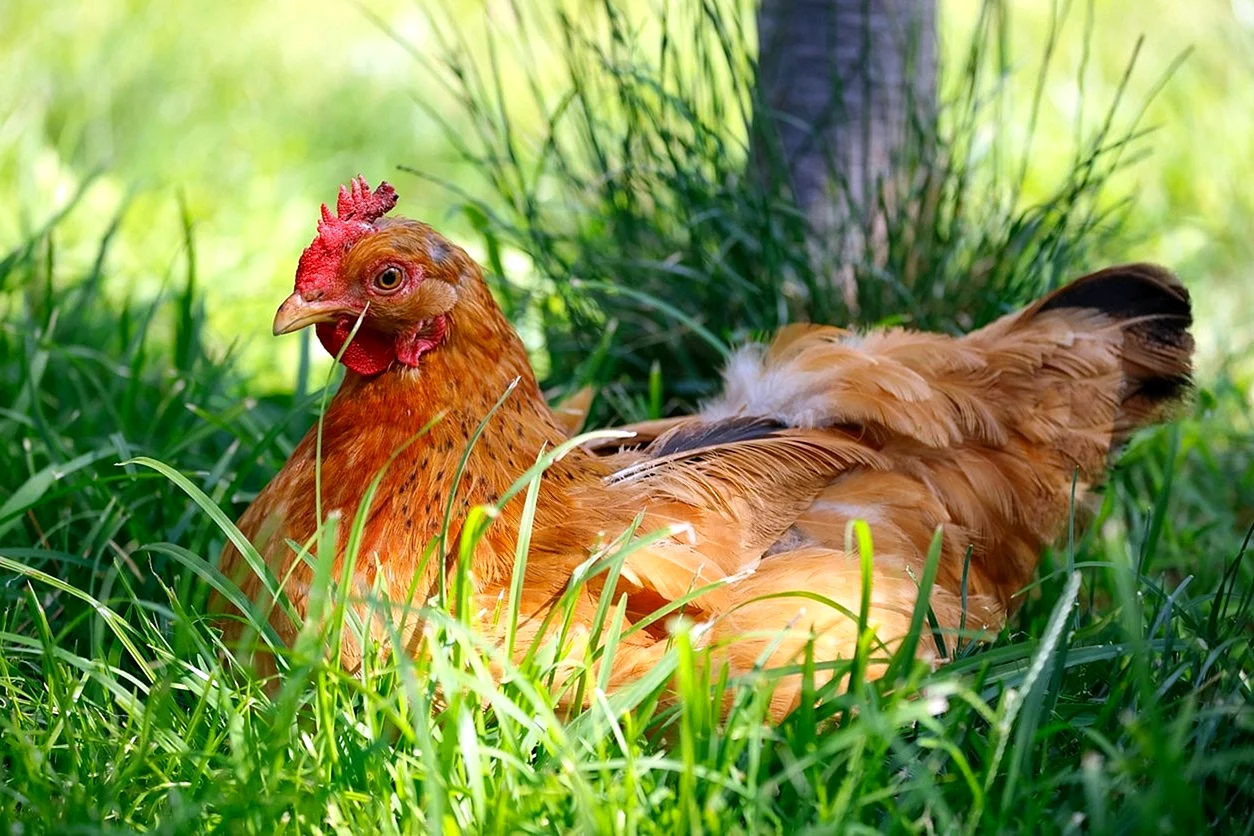 Курица на траве