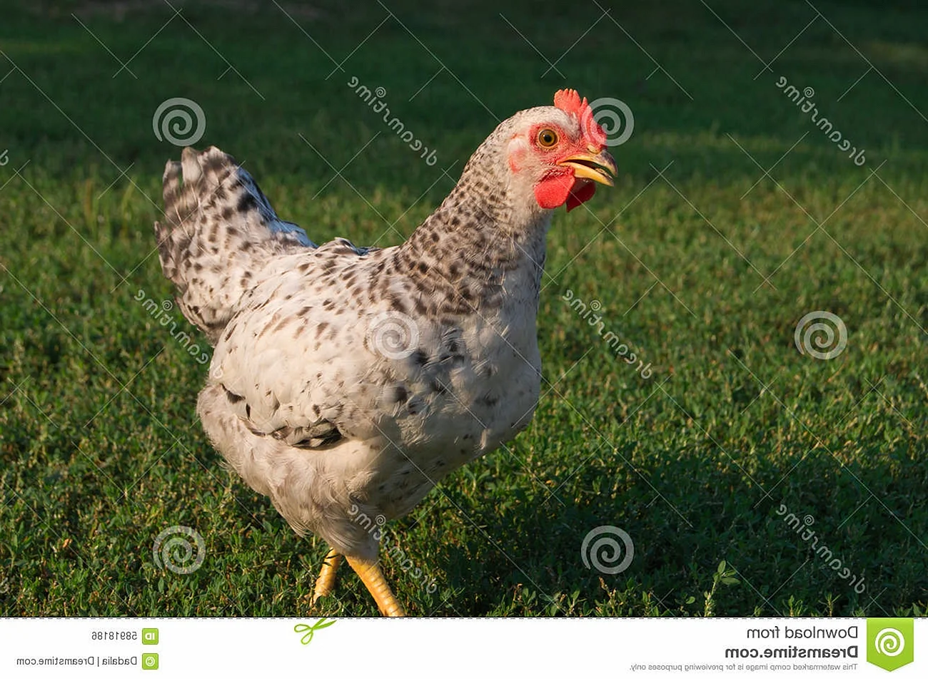 Курица пеструшка порода