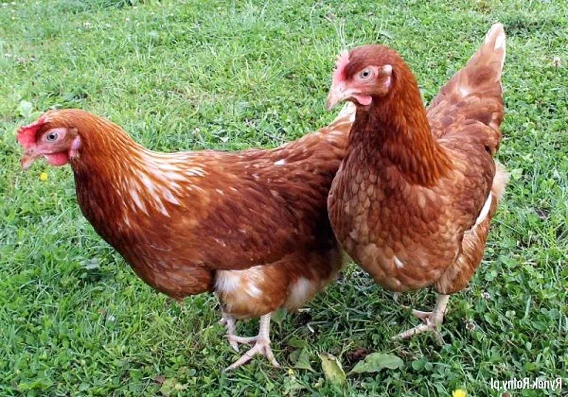 Куры Ломан Браун
