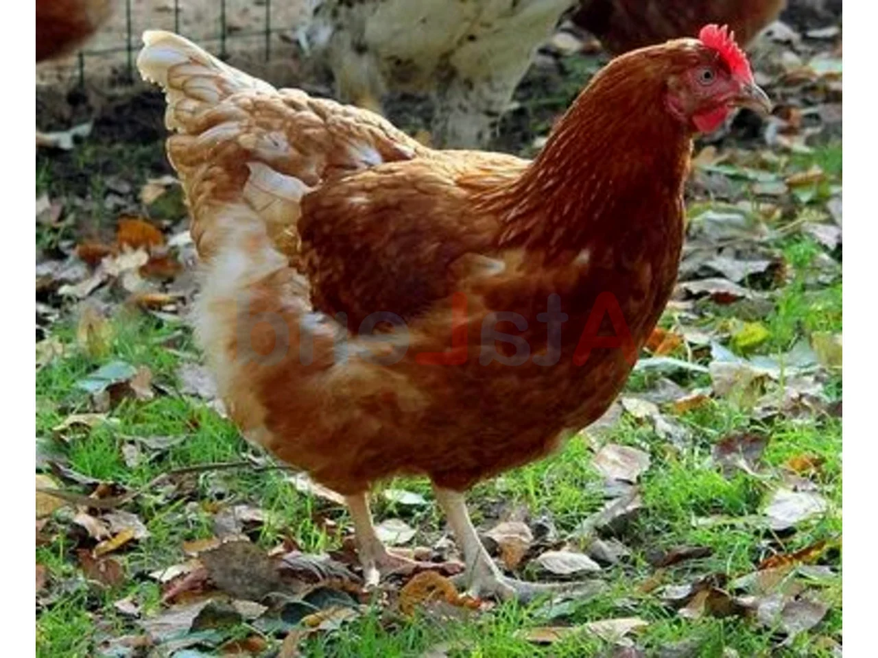 Куры породы Кохан, Брама