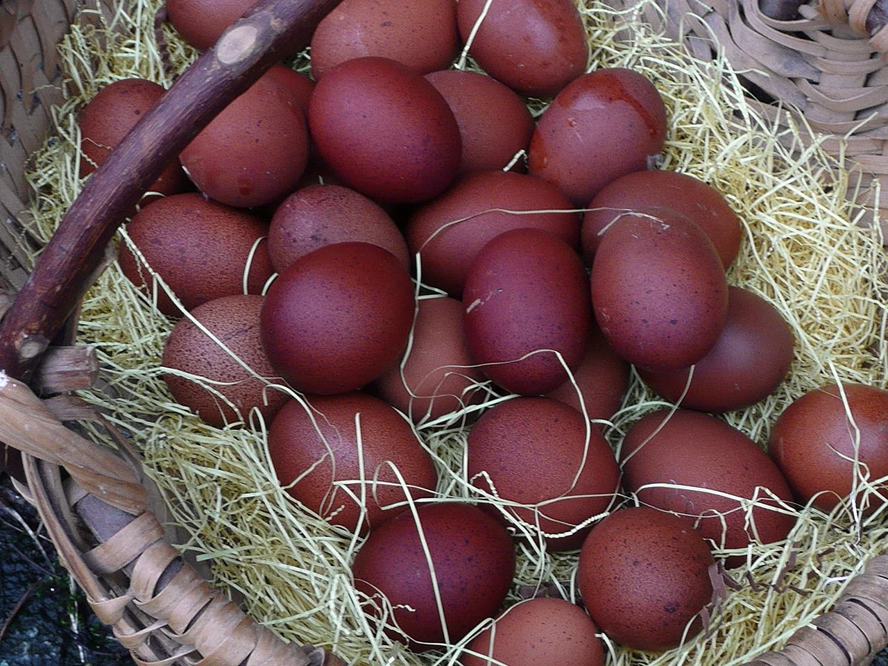 Куры породы Маран яйца