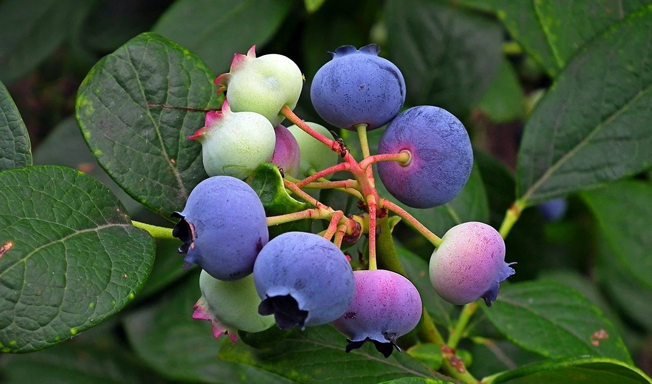 Кустарник с фиолетовыми ягодами
