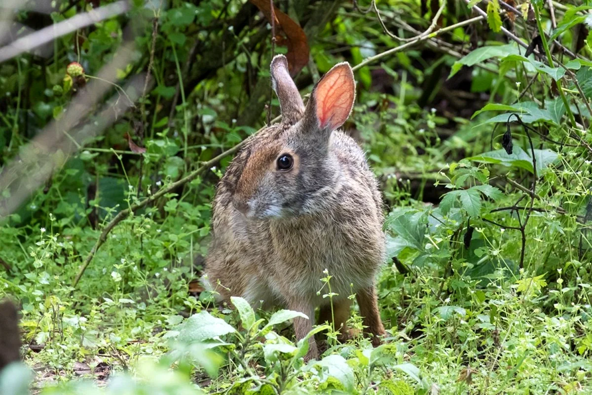 Кустарниковый кролик (Sylvilagus Brasiliensis)