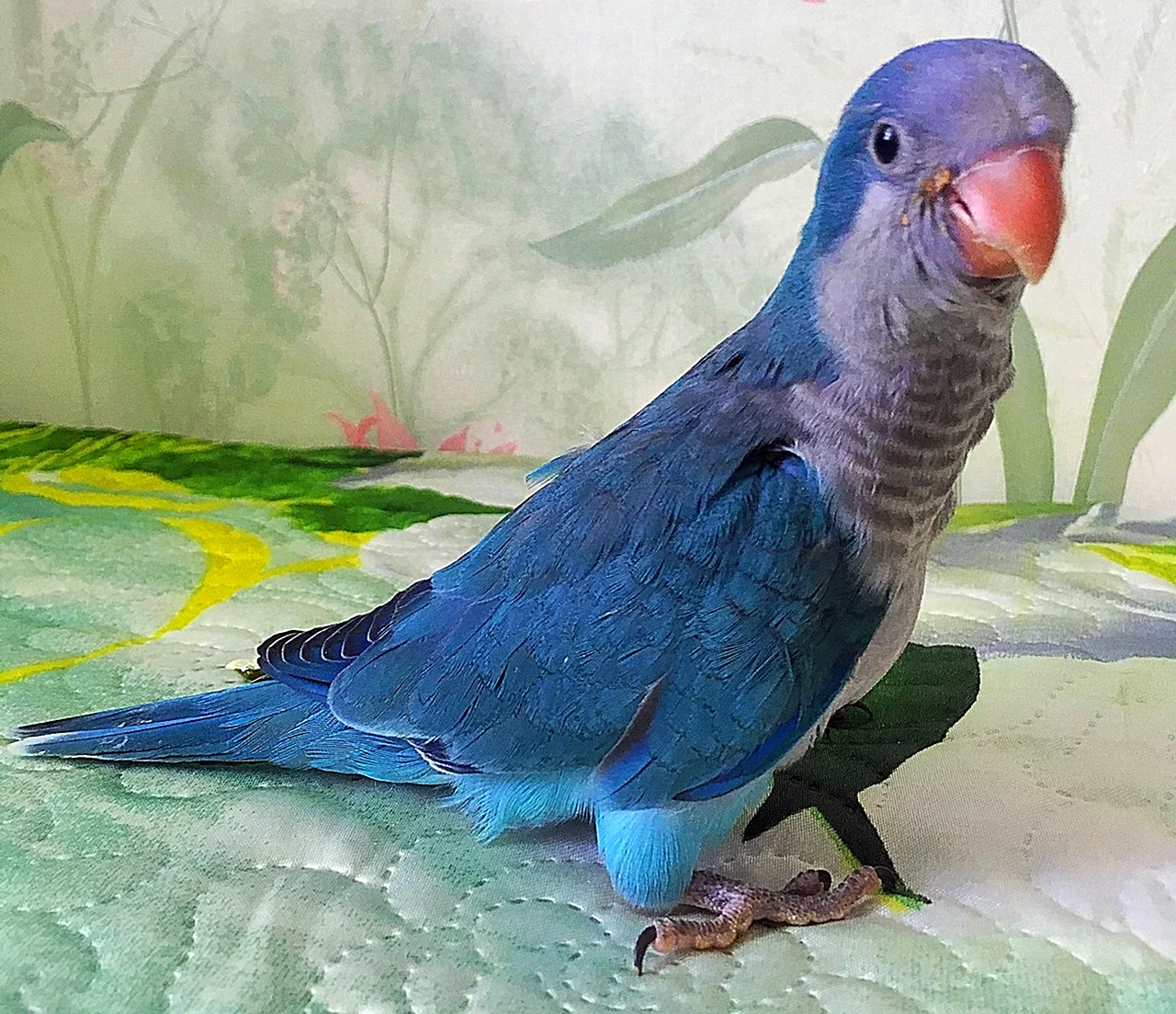 Квакер попугай синий