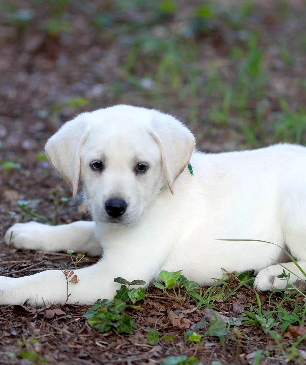 фото белого щенка