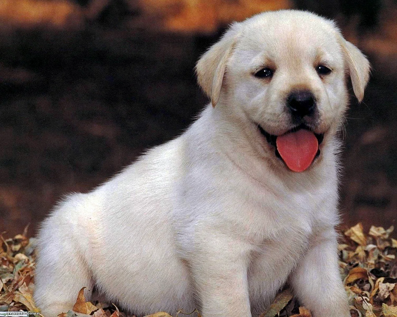 Лабрадор белый щенок