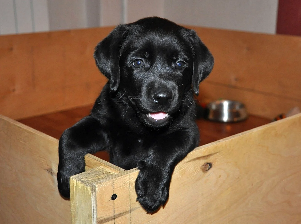 Лабрадор черный щенок 1 год