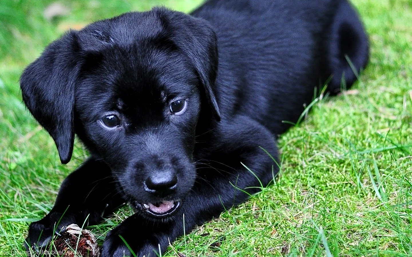 Лабрадор черный щенок