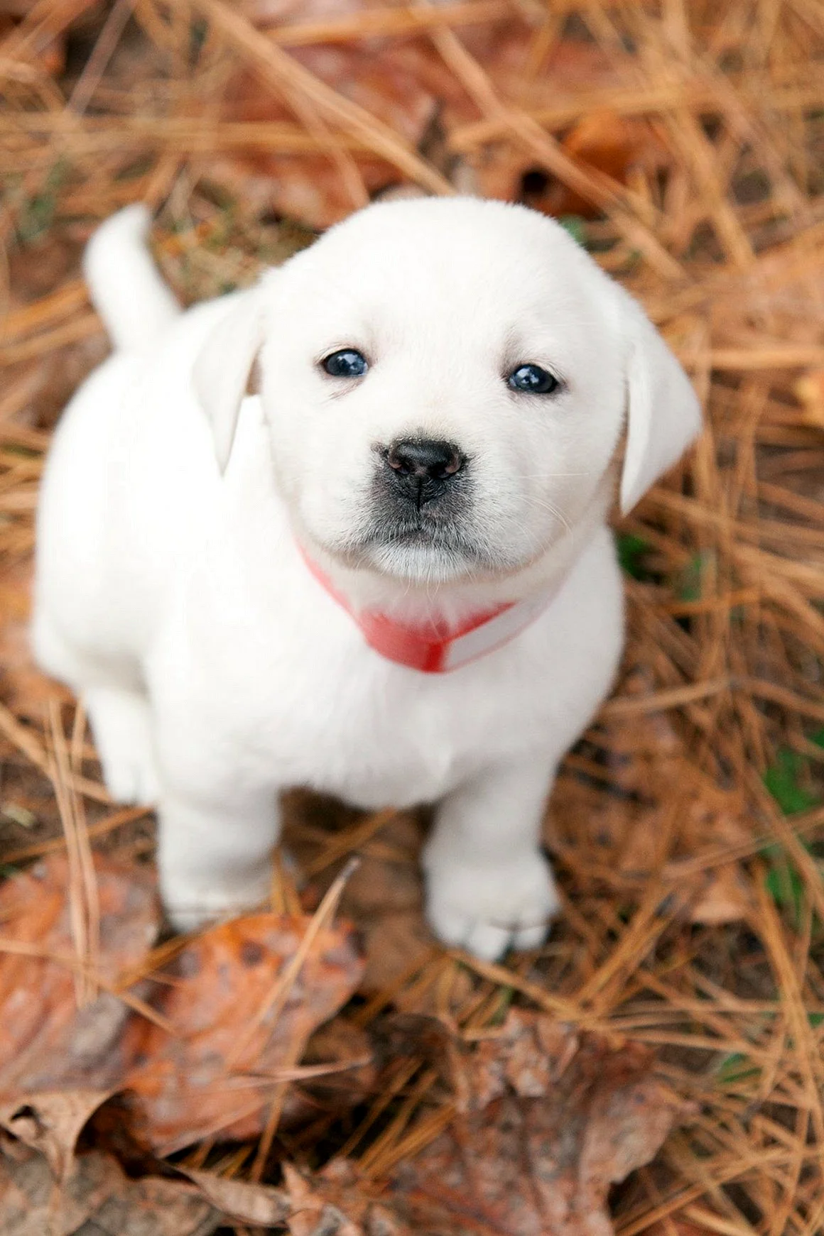 Лабрадор ретривер белый щенок