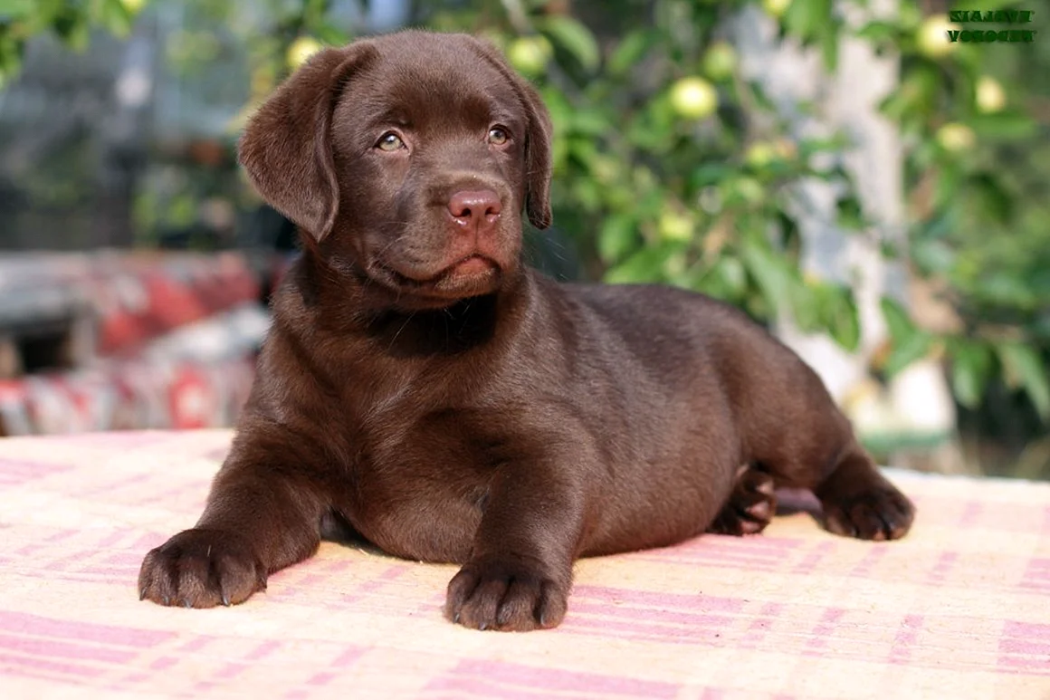 Лабрадор ретривер коричневый щенок