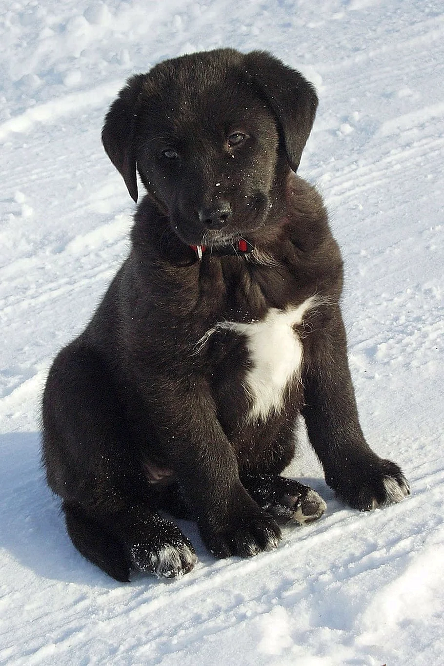 Лабрадор ретривер щенок черно белый