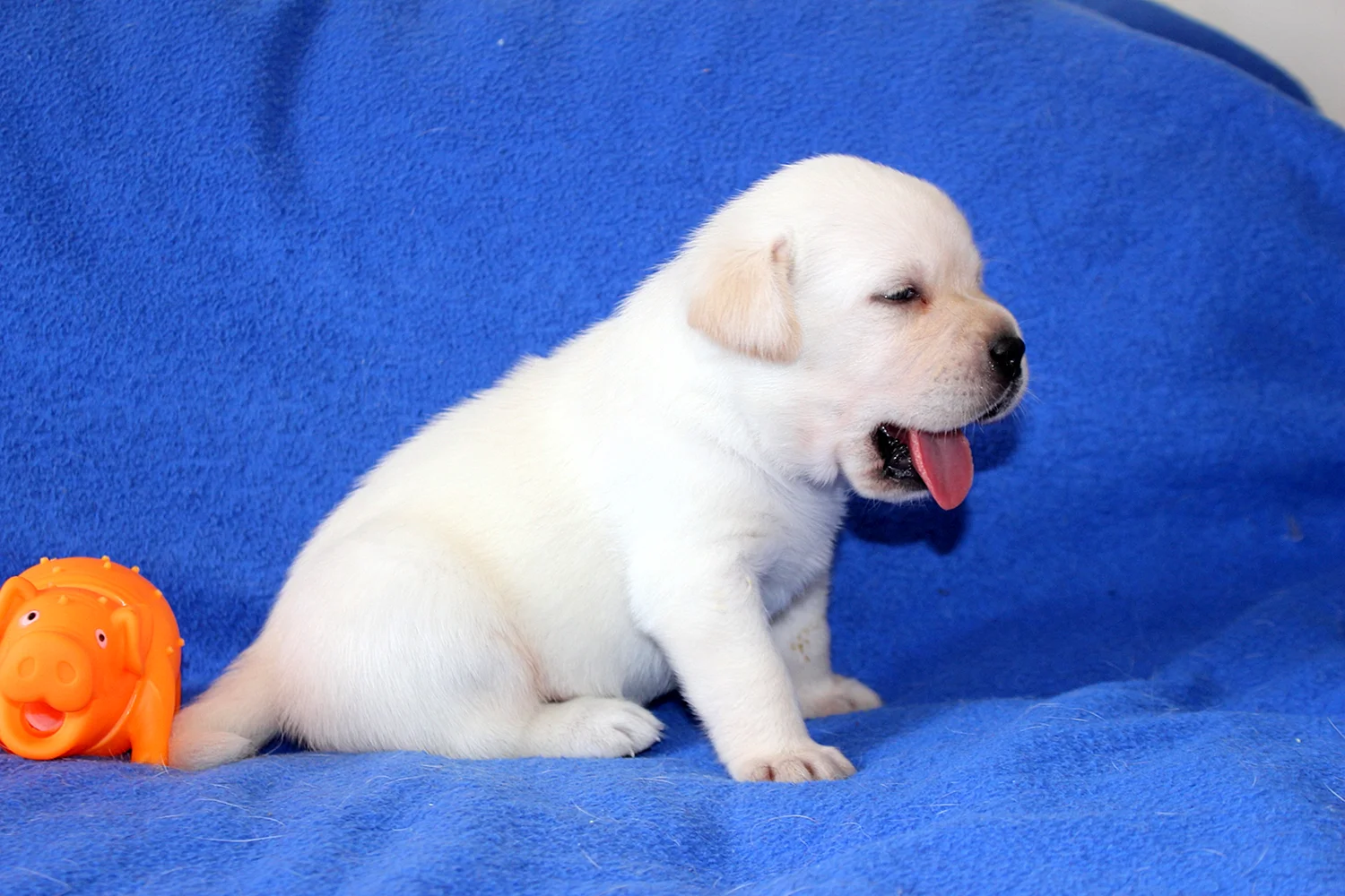 Лабрадор ретривер щенок новорожденный