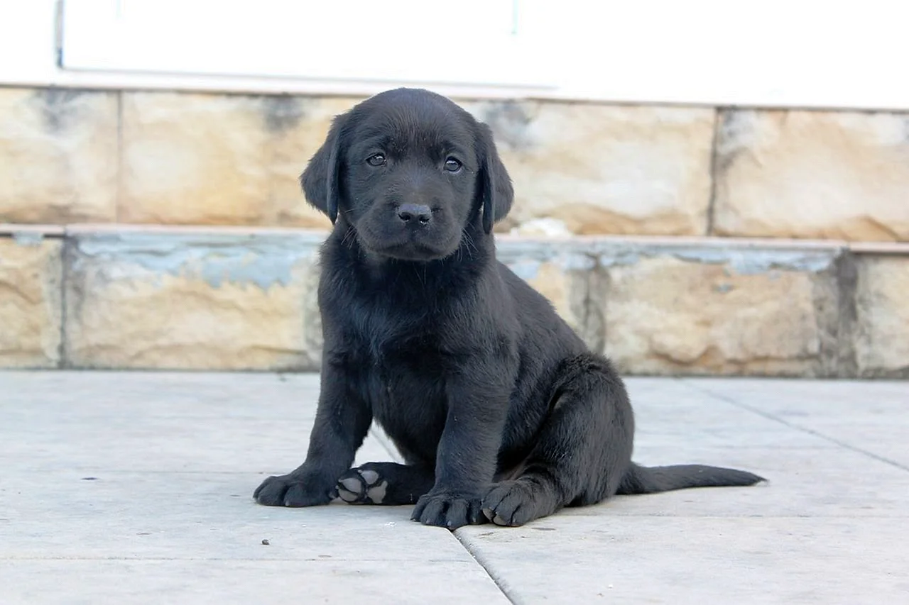Лабрадор щенок черный девочка