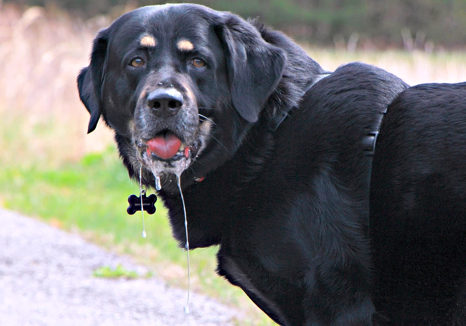 Большое слюновыделение. Лабрадор слюнявый. Порода собак слюнявые лабрадор. Большие собаки. Большая черная собака.