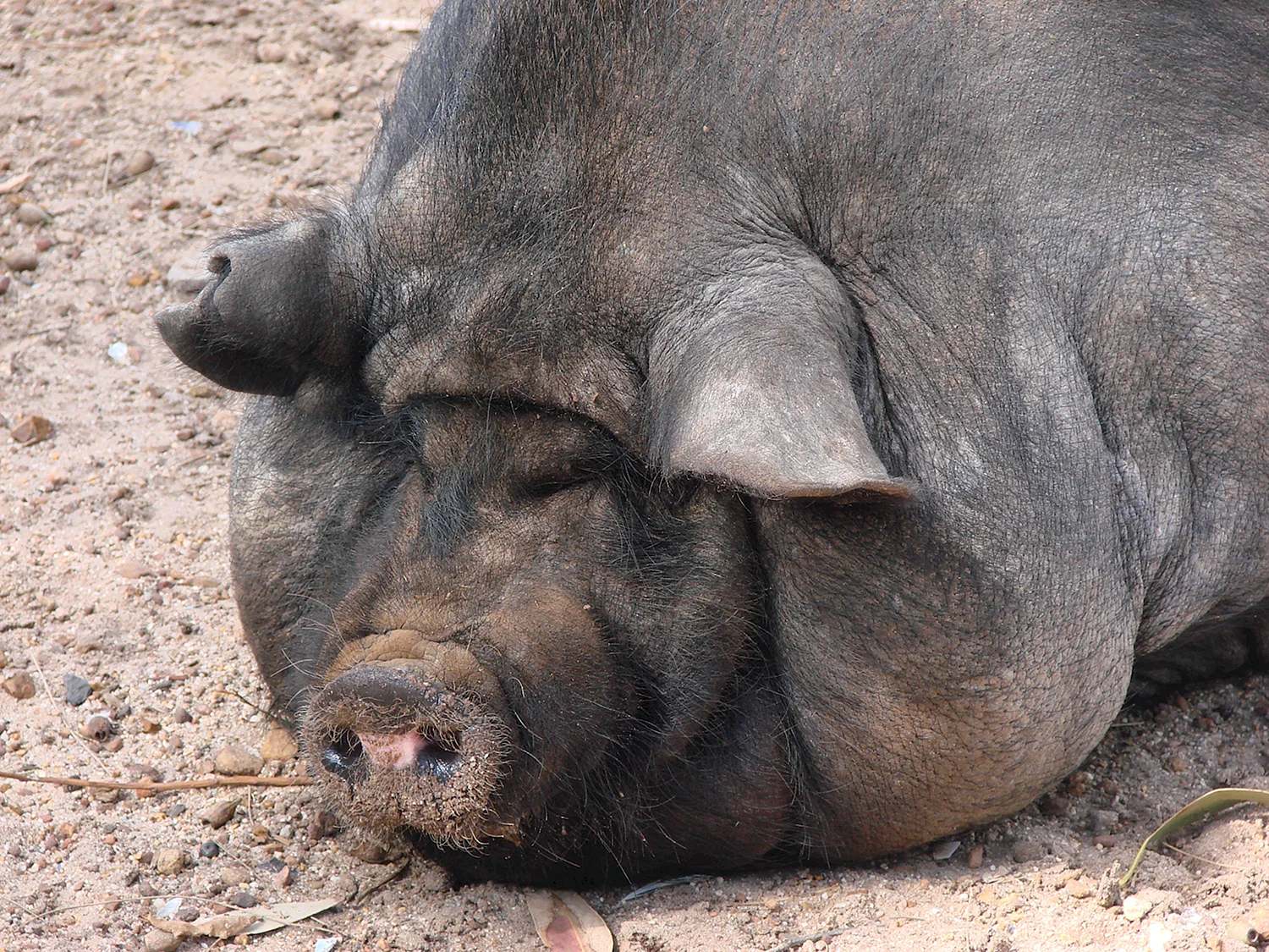 Лакомб порода свиней