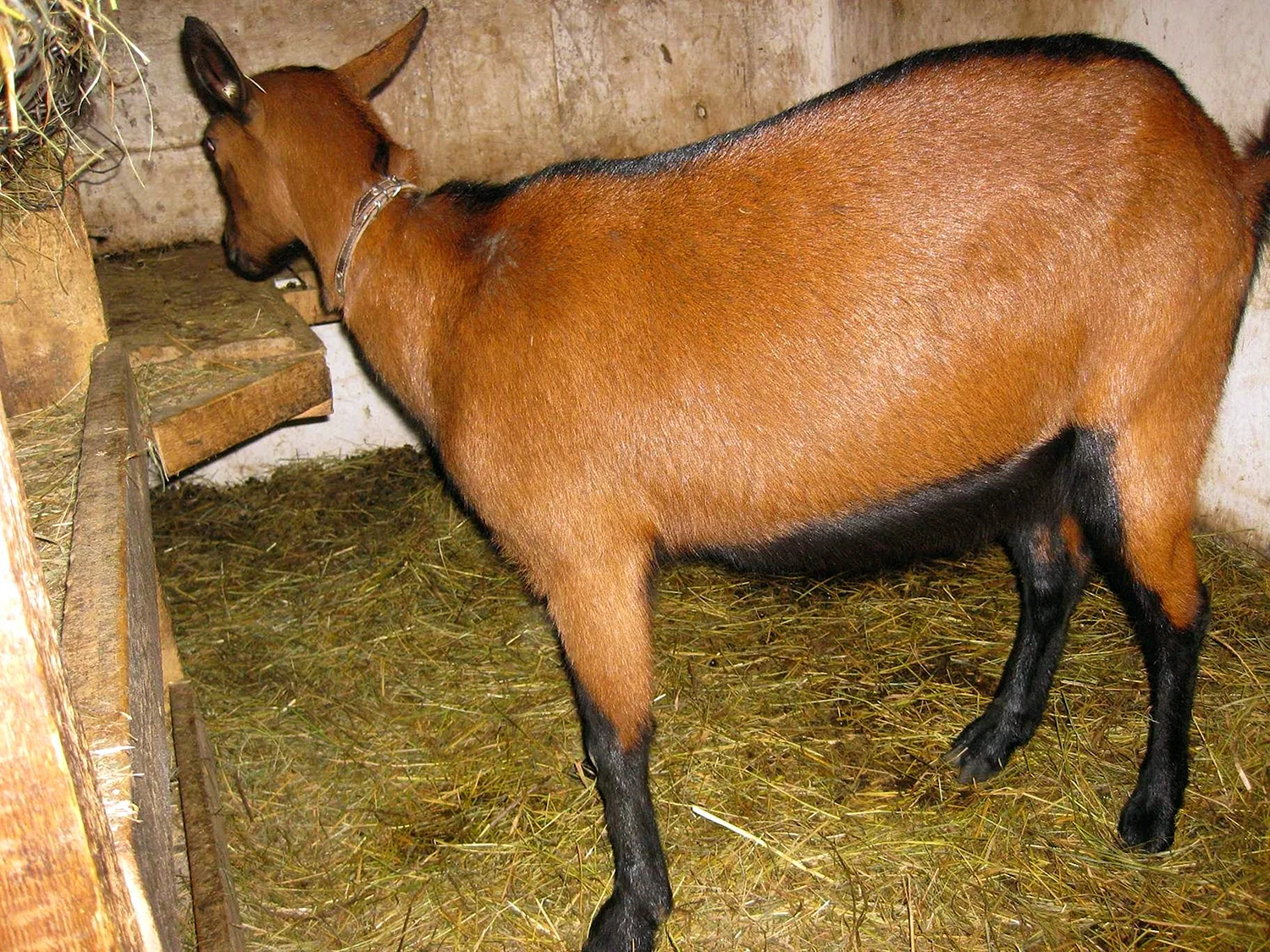 Ламанча чешская бурая коза