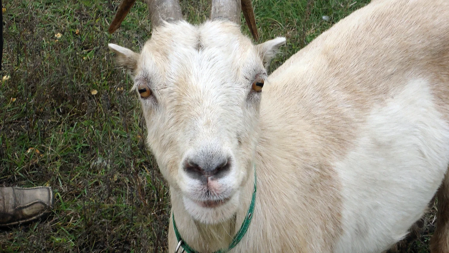 Ламанча коза с рогами
