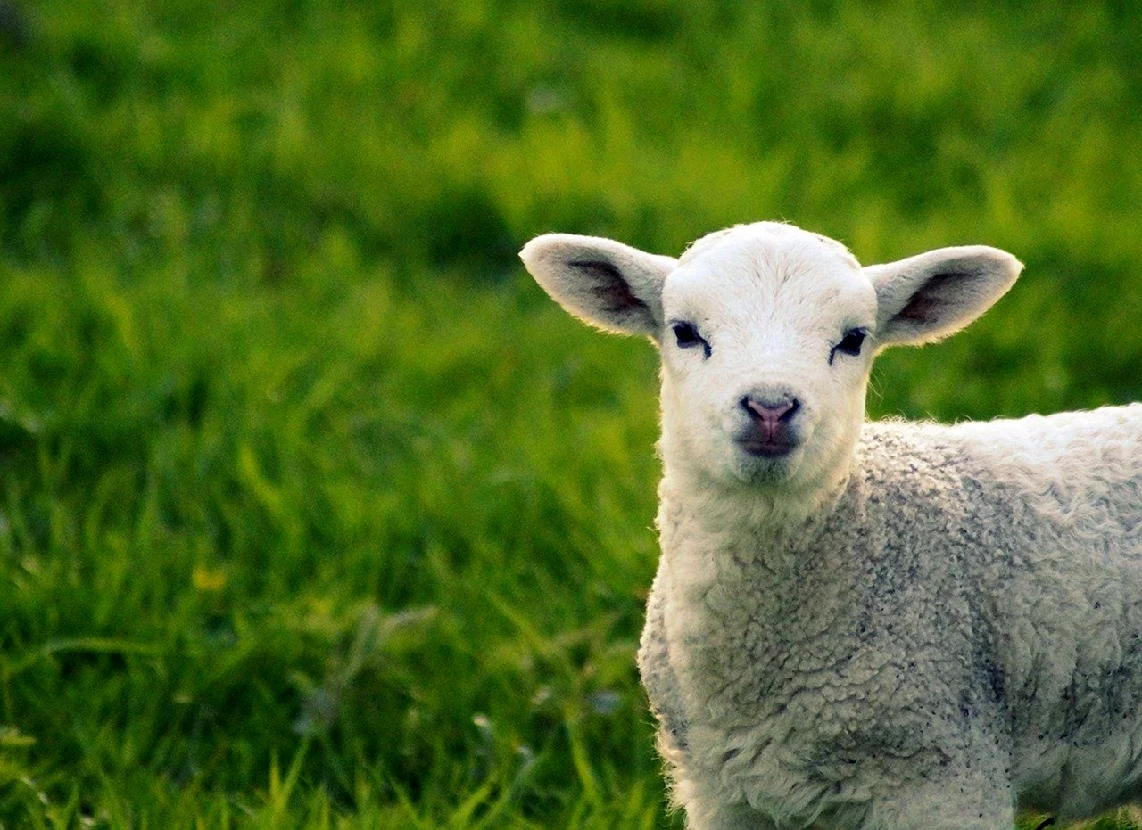 Lamb овчёнок
