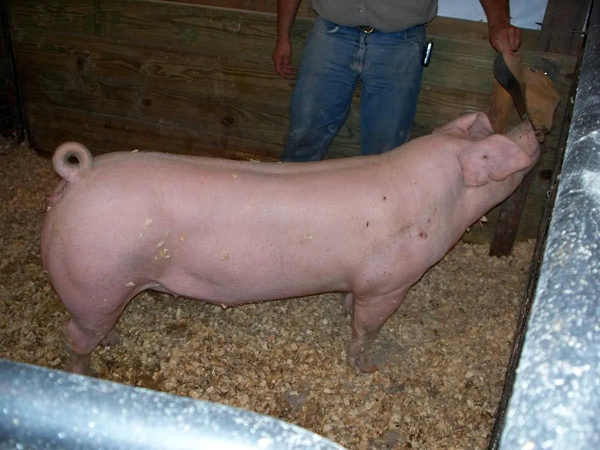 Ландрас (порода свиней)