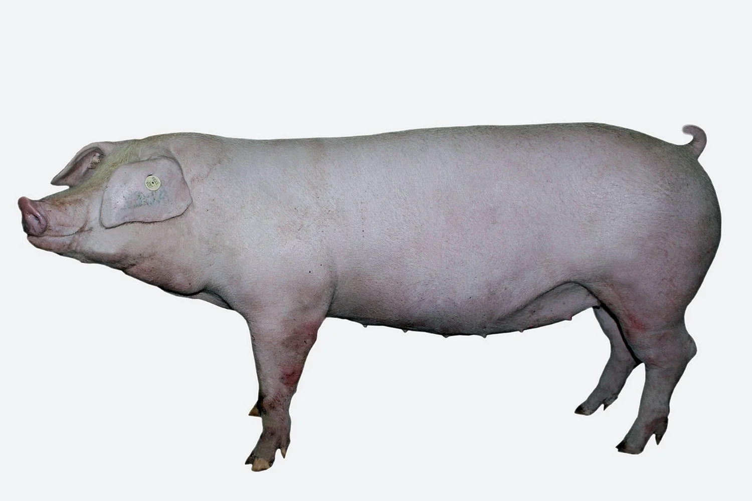 Ландрас (порода свиней)