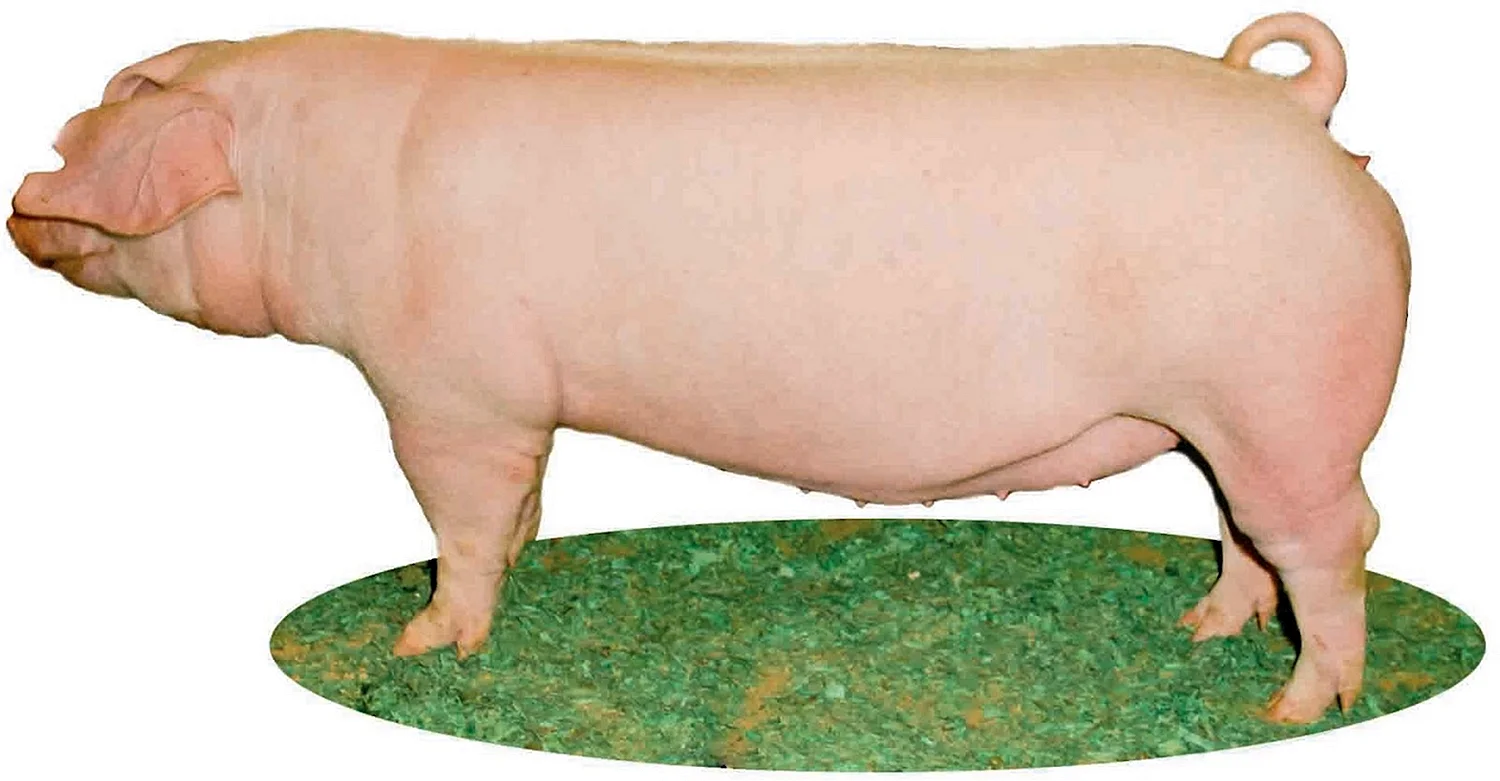 Ландрас порода свиней 7 месяцев