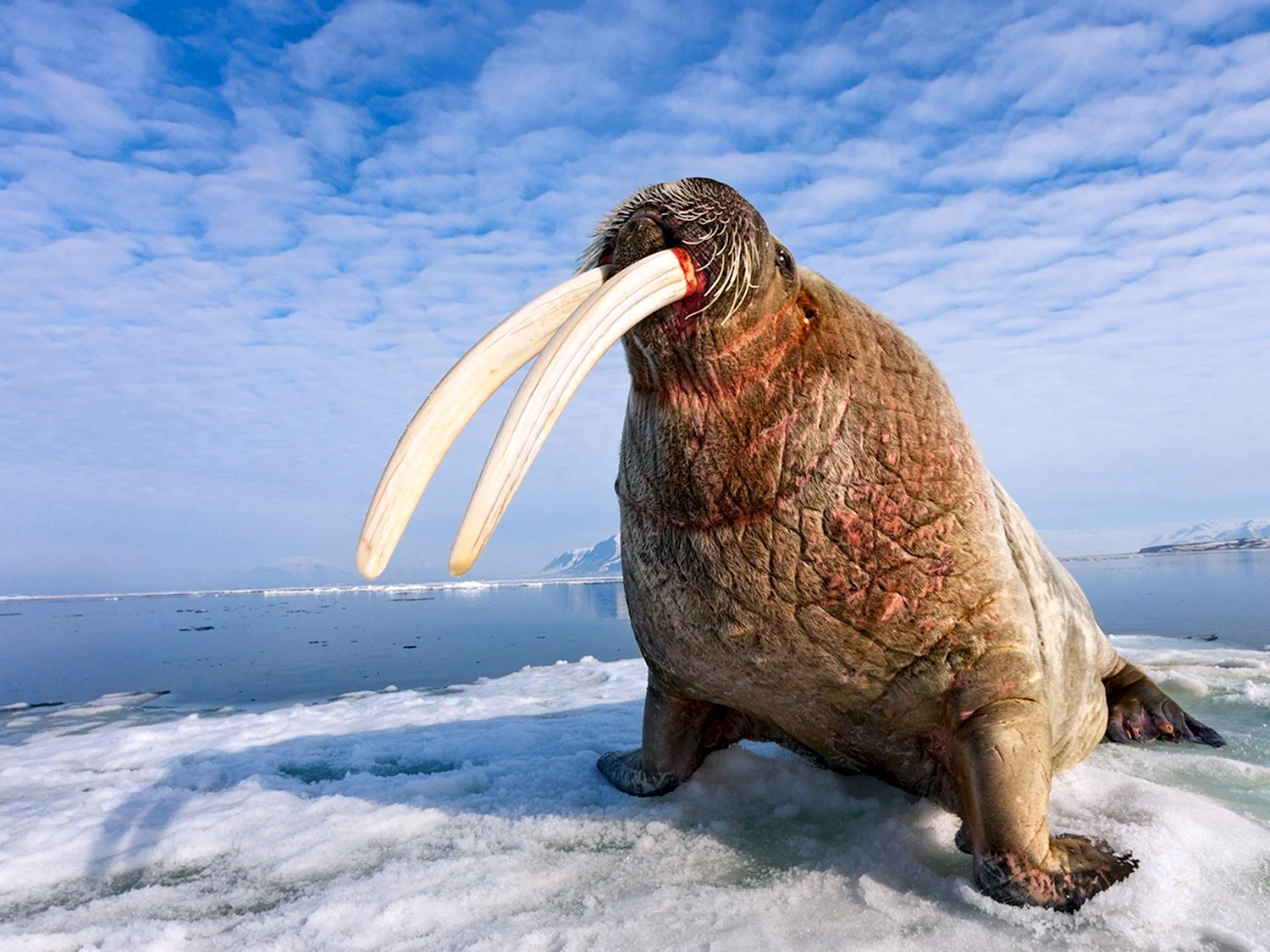 Лаптевский морж