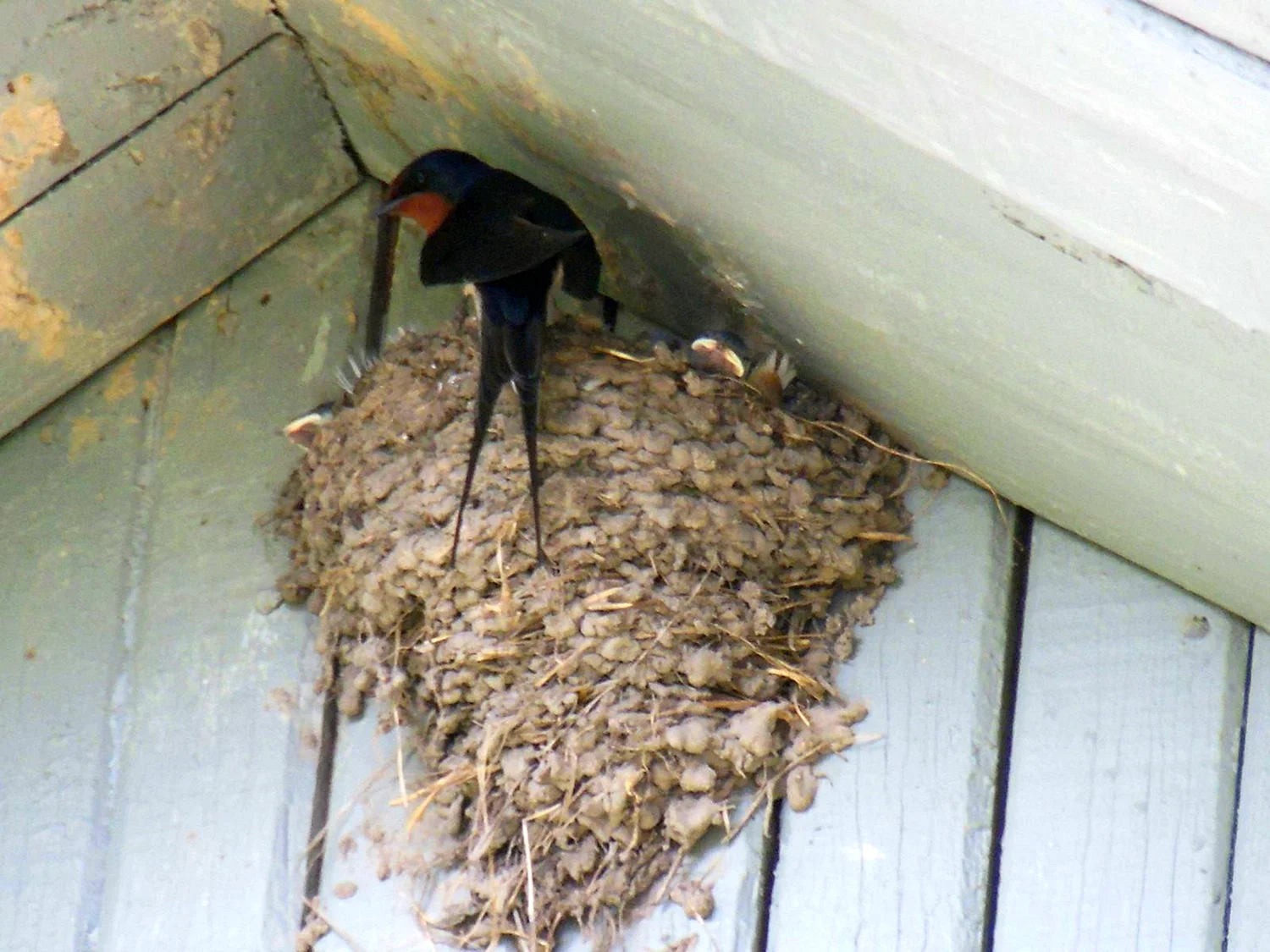 Ласточкино гнездо под крышек