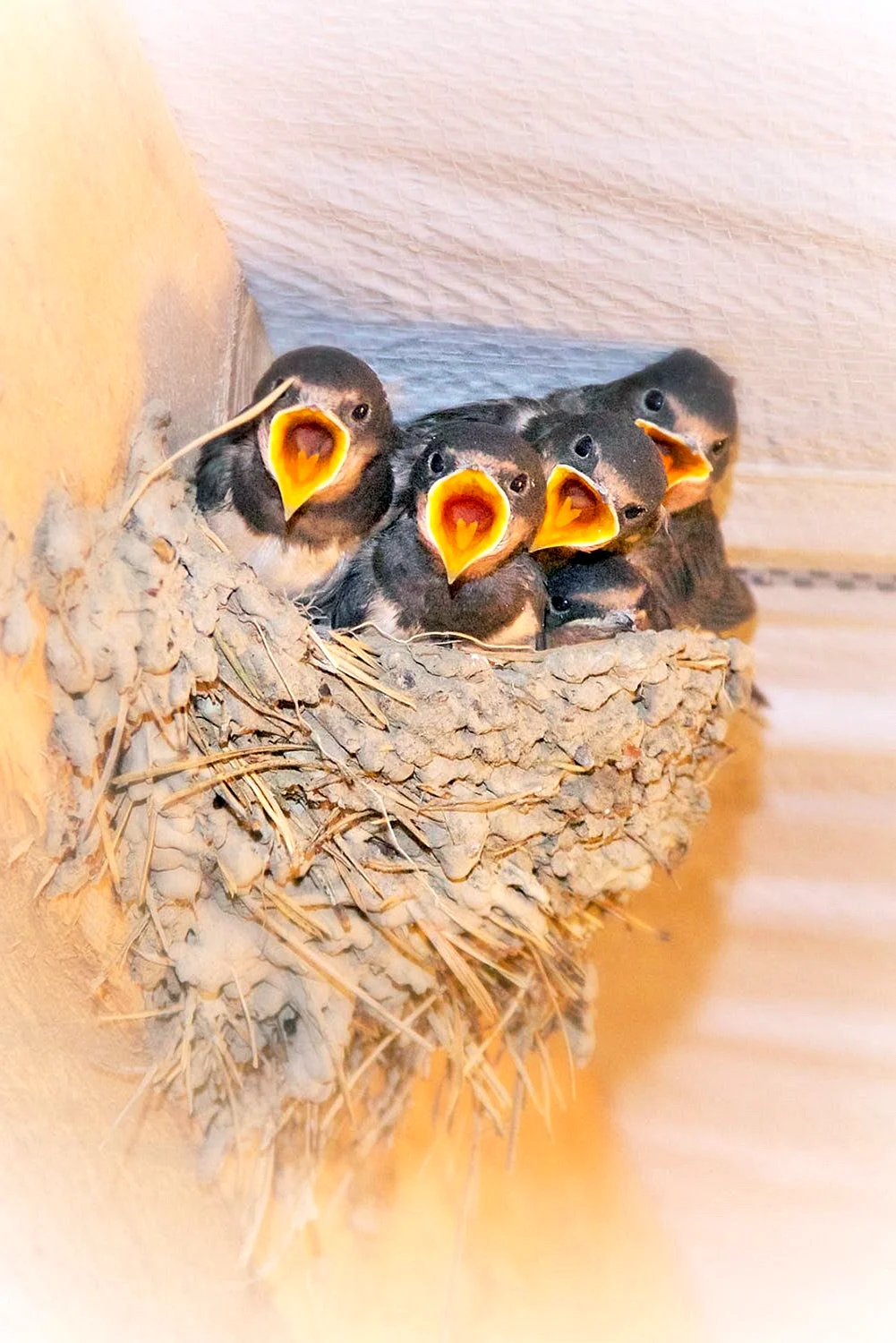 Ласточкино гнездо птицы