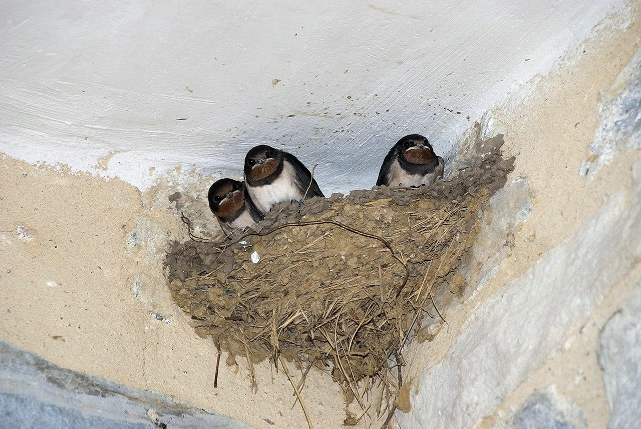 Ласточкино гнездо птицы