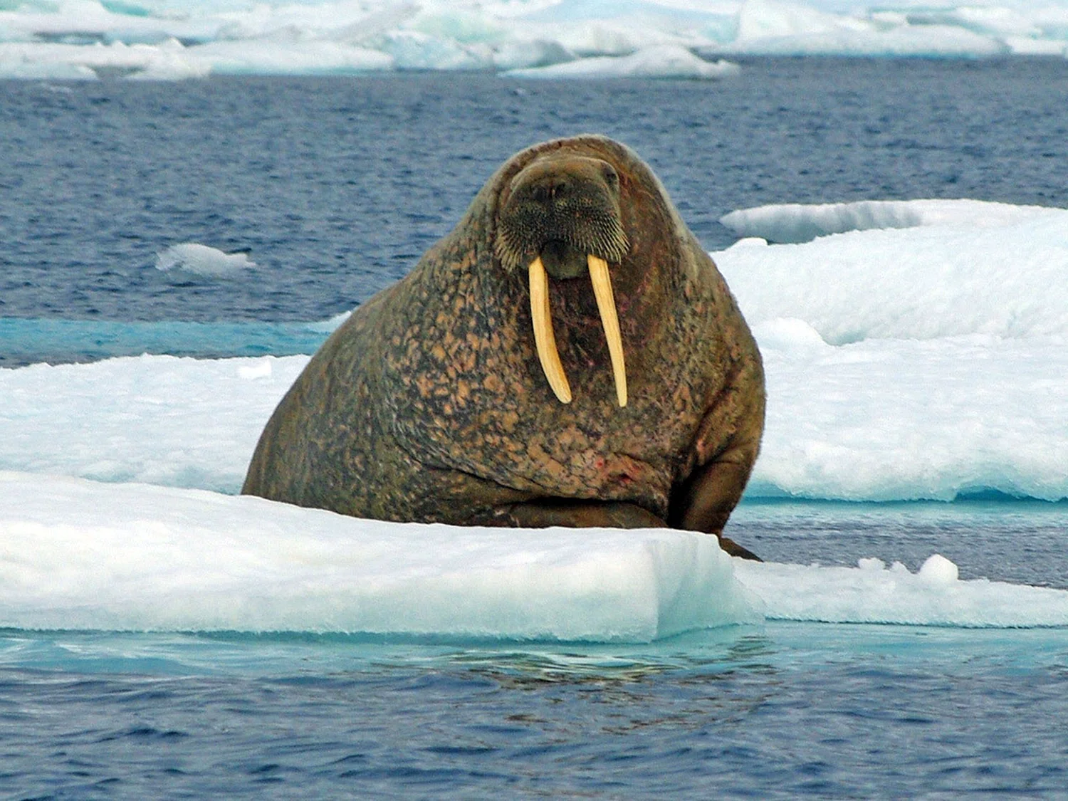 Антарктида морж